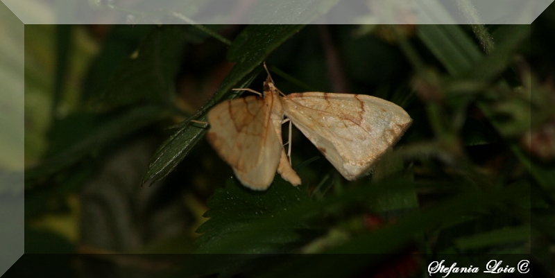 idaea ? - Gandaritis pyraliata